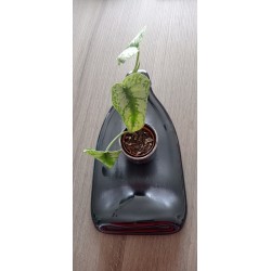 Pique purple white flowers for small pot, glass or glass. Craft creation in enamelled earthenware