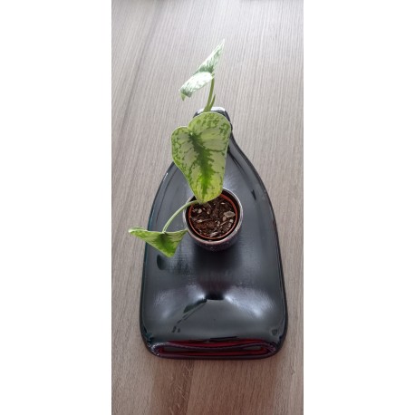 Pique purple white flowers for small pot, glass or glass. Craft creation in enamelled earthenware